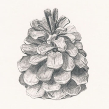 pencilpinecone